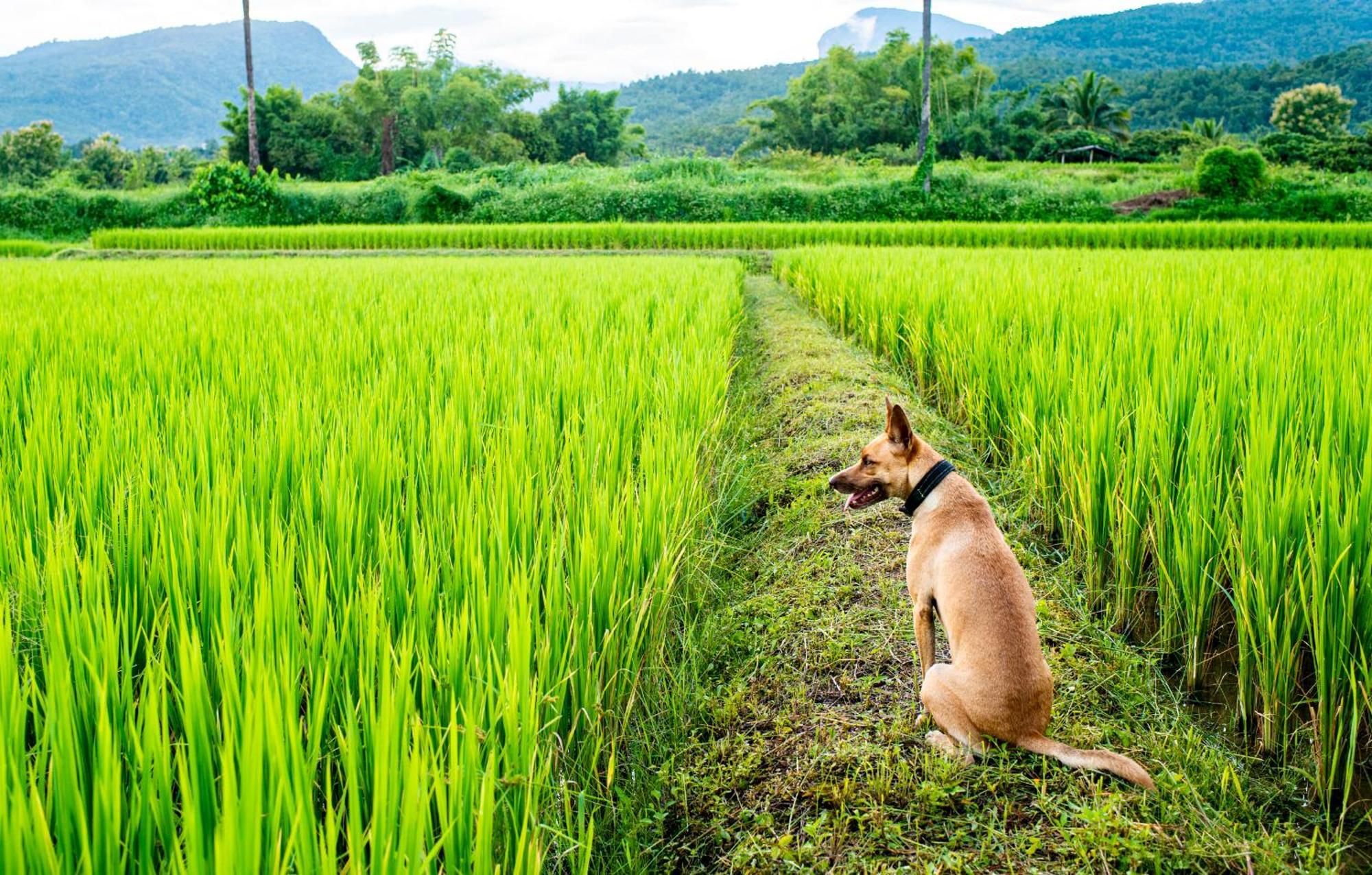Suan Sook Homestay จอมทอง ภายนอก รูปภาพ