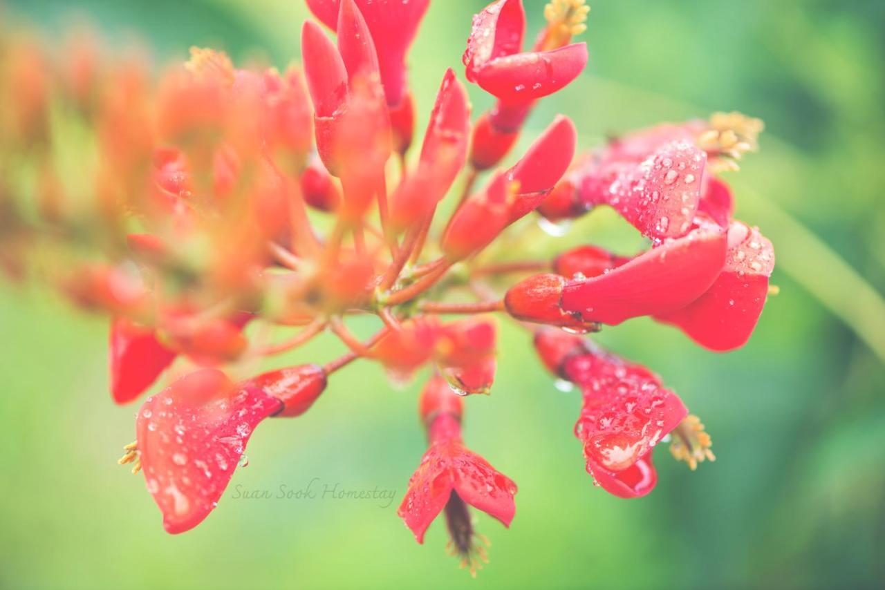 Suan Sook Homestay จอมทอง ภายนอก รูปภาพ